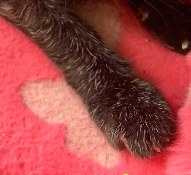愛猫 クロ 23歳 誕生日 白髪 長生き 黒猫 美人