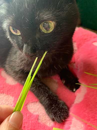 愛猫 クロ 23歳 誕生日 白髪 長生き 黒猫 美人