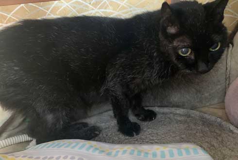 愛猫 クロ 23歳 誕生日 白髪 長生き 黒猫 美人
