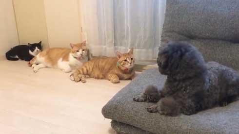 犬 ワンコ 二度見 猫 3匹 並ぶ 視線