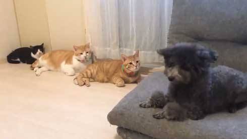3匹のワンちゃんネコちゃんが選べる木とワンちゃんねこちゃん壁掛け時計 3匹のワンちゃんネコちゃんが選べる木とワンちゃんねこちゃん壁掛け