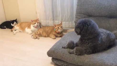 犬 ワンコ 二度見 猫 3匹 並ぶ 視線