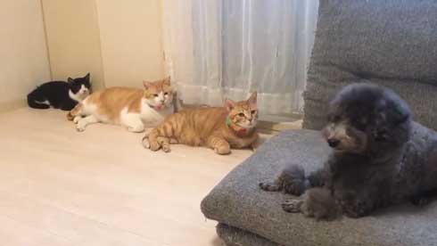 犬 ワンコ 二度見 猫 3匹 並ぶ 視線