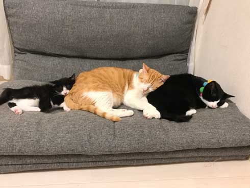 犬 ワンコ 二度見 猫 3匹 並ぶ 視線