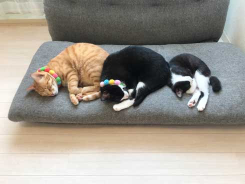 犬 ワンコ 二度見 猫 3匹 並ぶ 視線