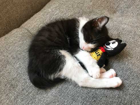 犬 ワンコ 二度見 猫 3匹 並ぶ 視線