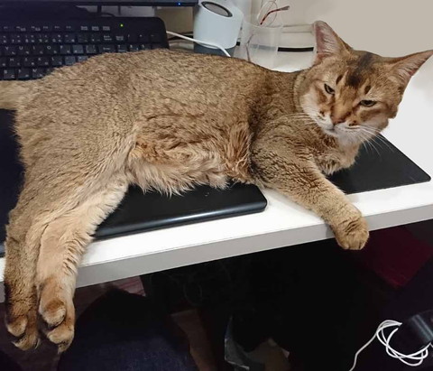 いろんな直さん