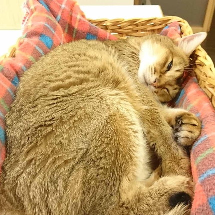 いろんな直さん