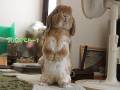 「ついてきてるー？」　かわいいポーズで飼い主を誘うたれ耳ウサギがあいらしい