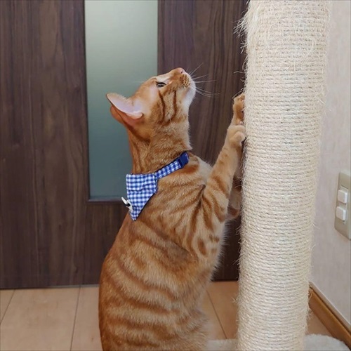 ベッド下の封印を巡る攻防