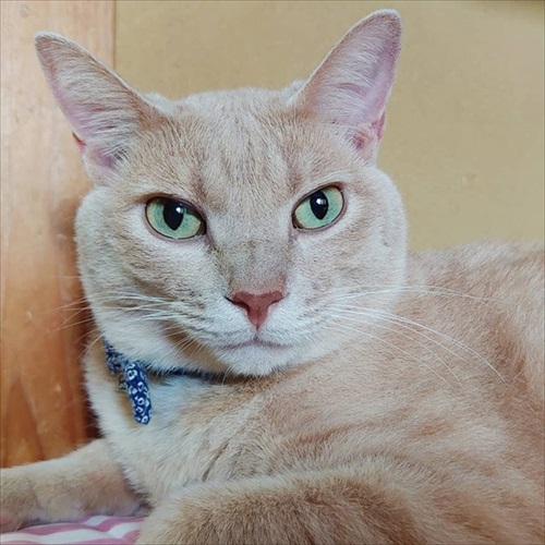 ベッド下の封印を巡る攻防