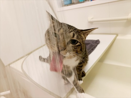 たいとコスモス、ときどきザクロ