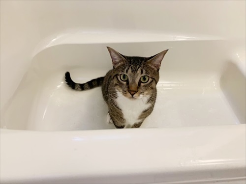 たいとコスモス、ときどきザクロ