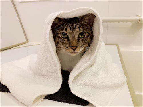 たいとコスモス、ときどきザクロ