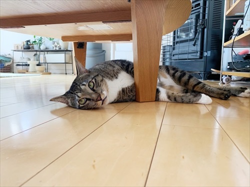 たいとコスモス、ときどきザクロ