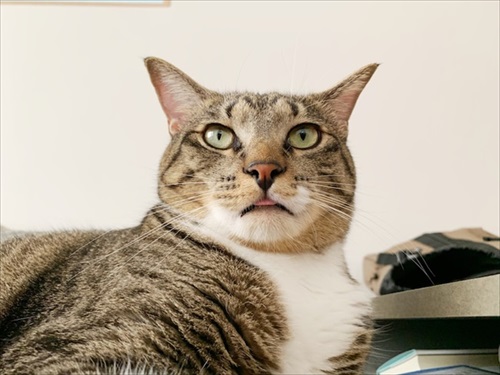 たいとコスモス、ときどきザクロ