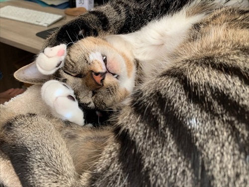 たいとコスモス、ときどきザクロ