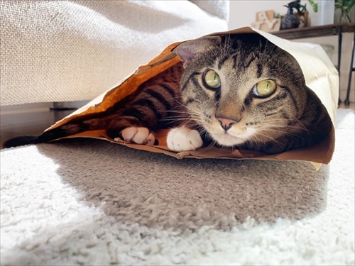 たいとコスモス、ときどきザクロ