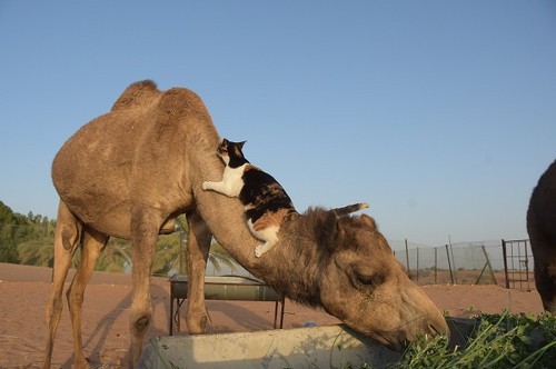 ラクダさんと猫ちゃん