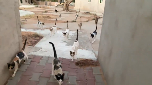 左下の猫ちゃんダッシュ