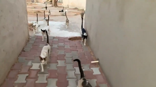 お散歩動画終わり