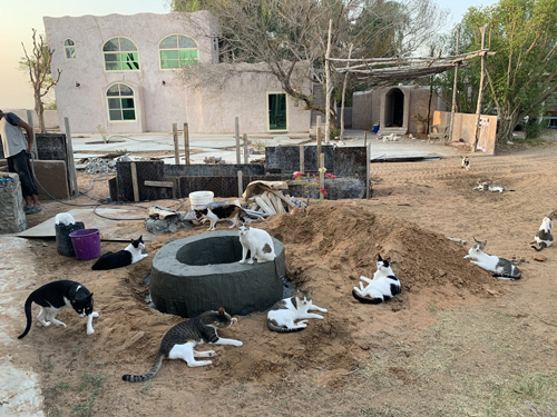 工事中猫ちゃん