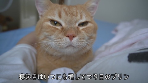 お寝坊さんなプリンくん
