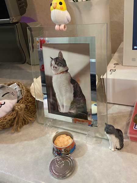娘 キャットフード ガチャ ミニチュア 愛猫 遺影 お供え