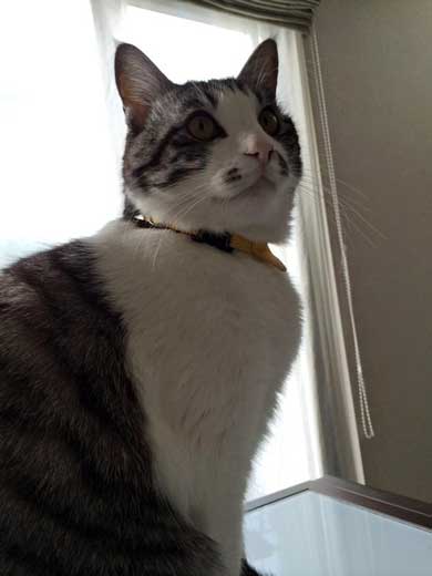 娘 キャットフード ガチャ ミニチュア 愛猫 遺影 お供え