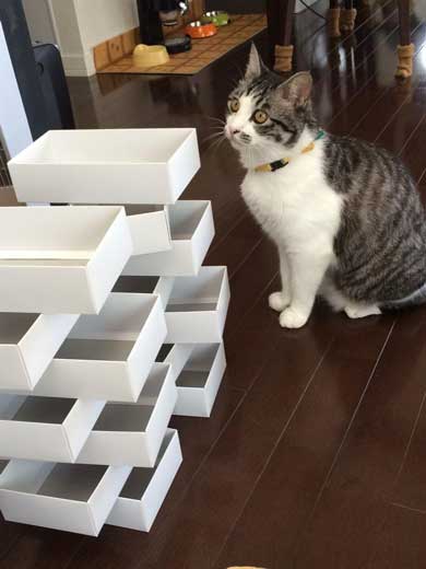 娘 キャットフード ガチャ ミニチュア 愛猫 遺影 お供え