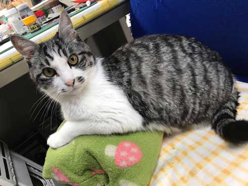 娘 キャットフード ガチャ ミニチュア 愛猫 遺影 お供え