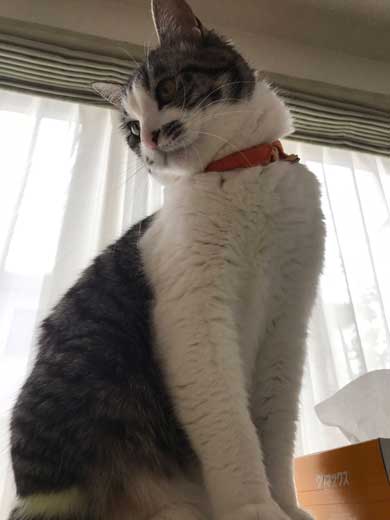娘 キャットフード ガチャ ミニチュア 愛猫 遺影 お供え