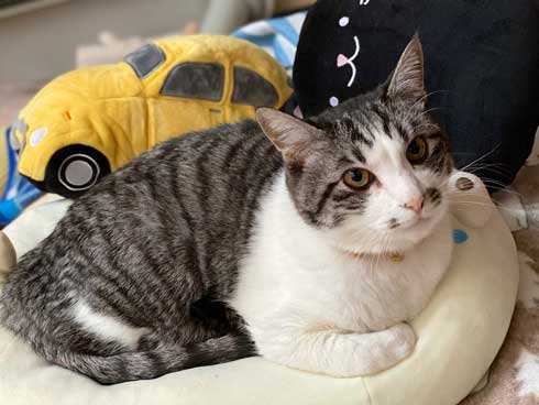 娘 キャットフード ガチャ ミニチュア 愛猫 遺影 お供え