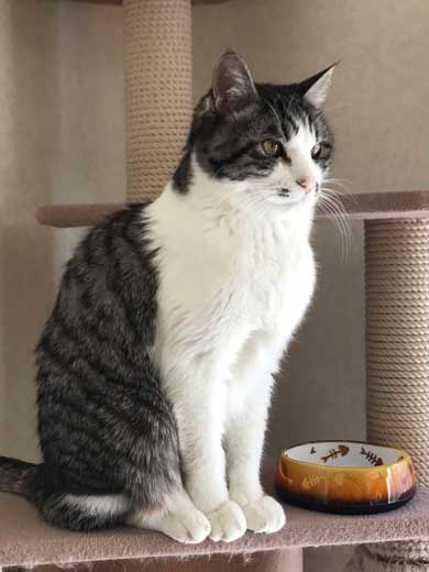 娘 キャットフード ガチャ ミニチュア 愛猫 遺影 お供え