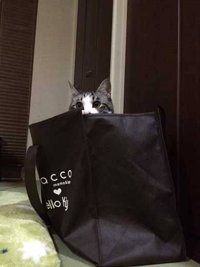 娘 キャットフード ガチャ ミニチュア 愛猫 遺影 お供え
