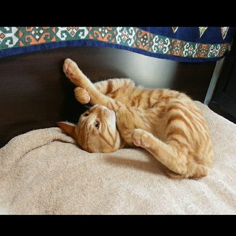 抱え込み毛づくろい