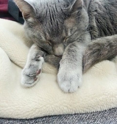 男の人が好きらしい