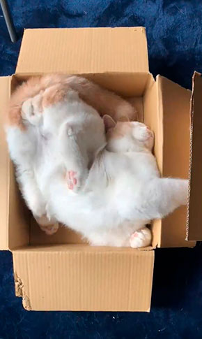 みかんとじろうさんちさん