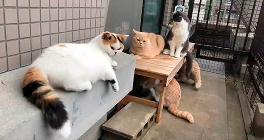 みかんとじろうさんちさん