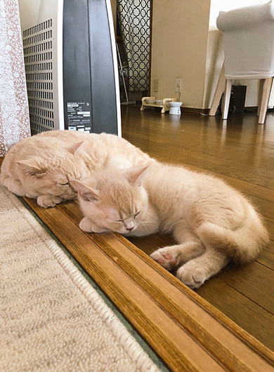 みかんとじろうさんちさん