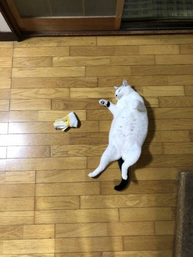 猫 おキャット様 軍手と寝る