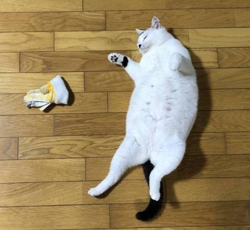 猫 おキャット様 軍手と寝る
