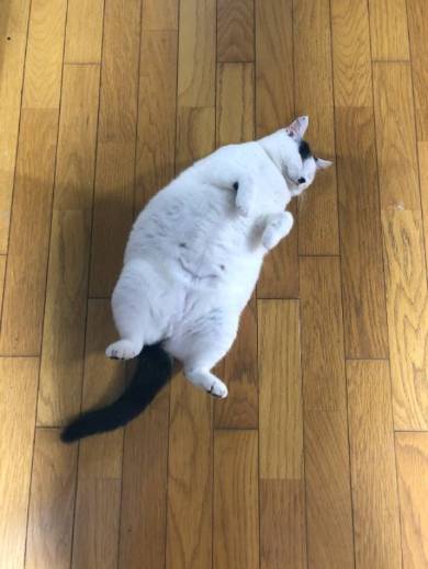 猫 おキャット様 軍手と寝る