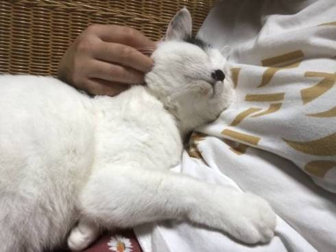 猫 おキャット様 軍手と寝る