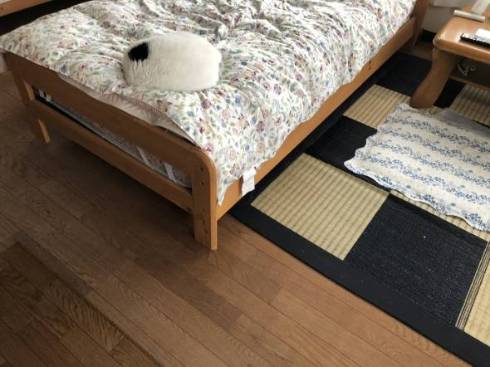 猫 おキャット様 軍手と寝る