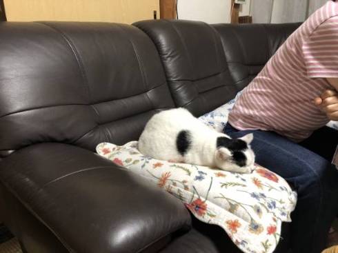 猫 おキャット様 軍手と寝る