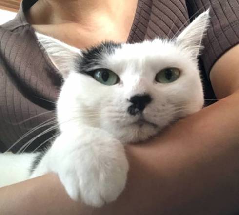 猫 おキャット様 軍手と寝る