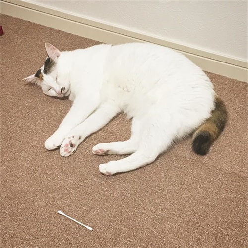 邪魔する猫ちゃんとの攻防