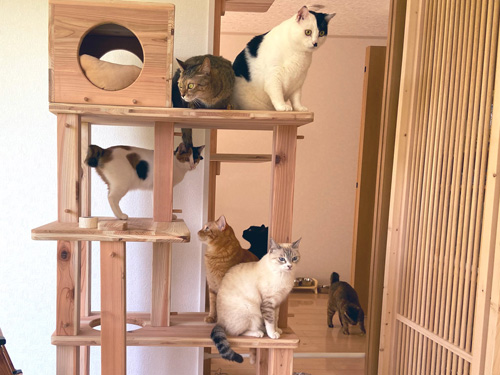 猫ちゃん勢ぞろい