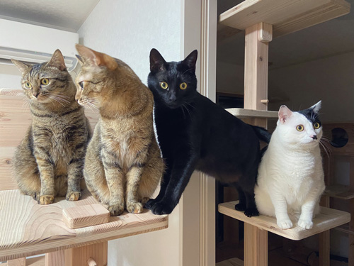 猫ちゃん勢ぞろい